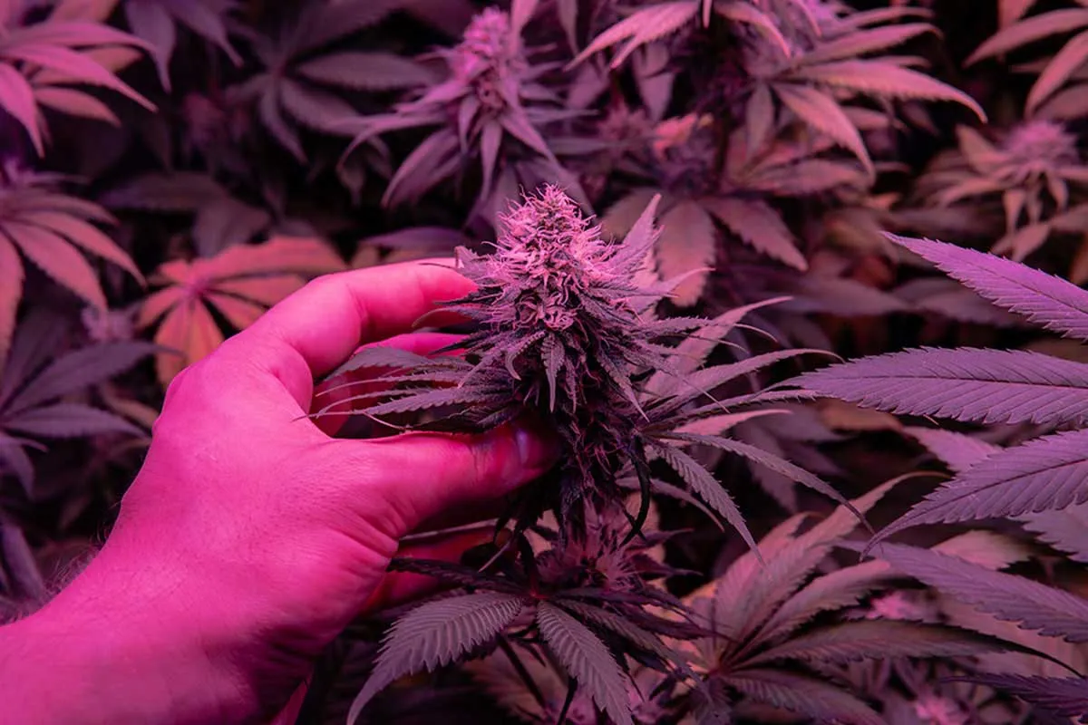 High CBD Strains: A Hardcore Stoner’s Must-Have