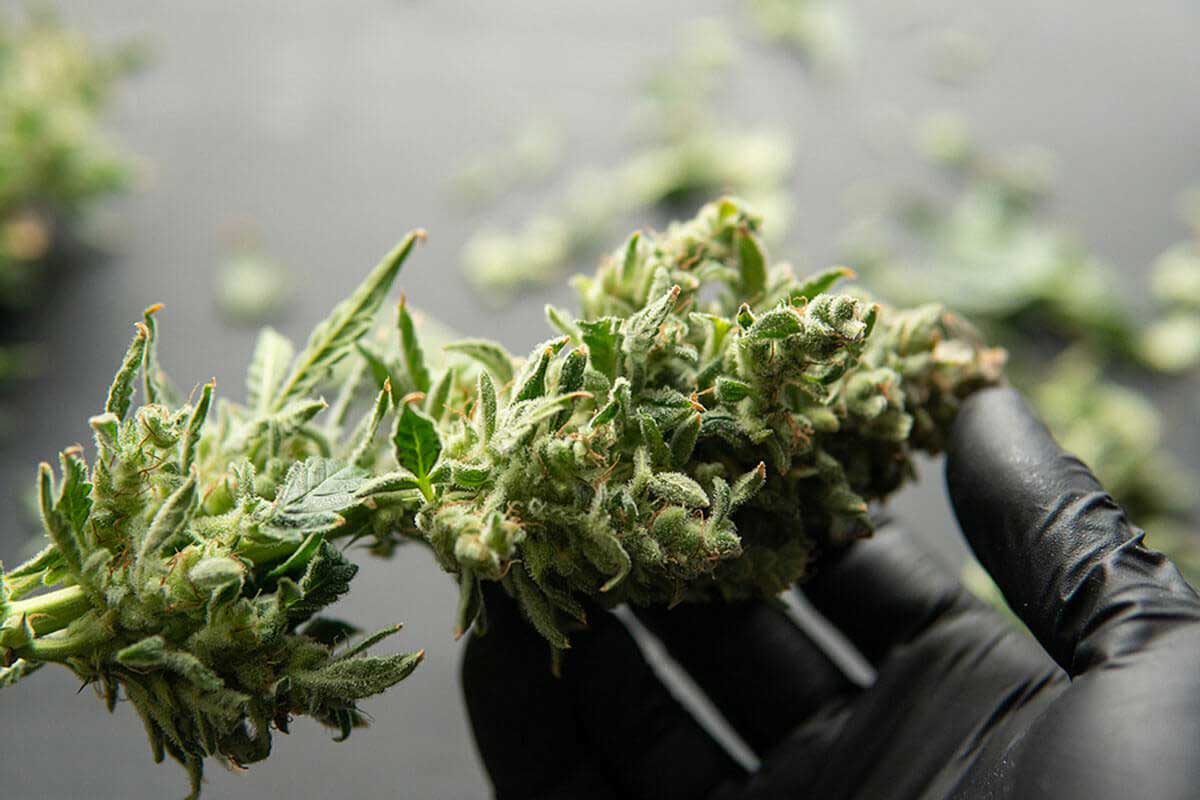 Highest Yielding Marijuana Strains