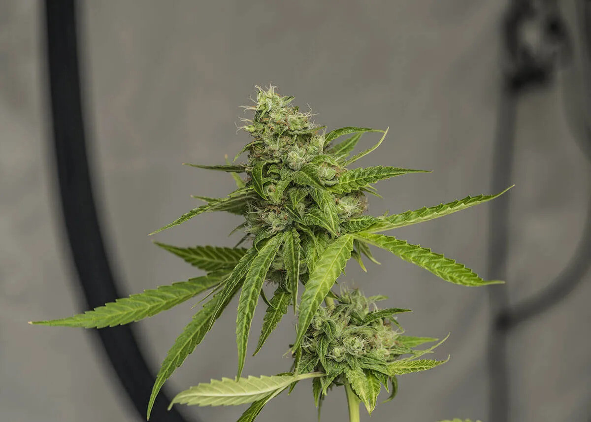 How do You Micro Grow Cannabis?