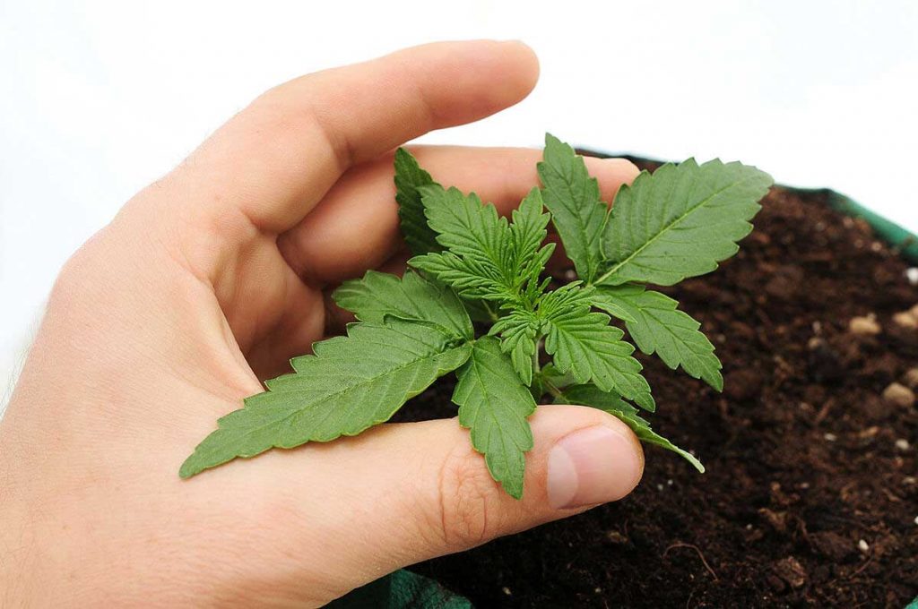 How to Become a Master Grower of Cannabis
