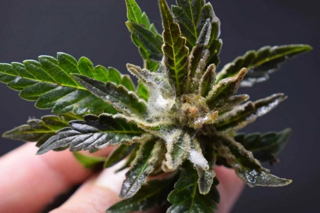 How to Deal With Spider Mites on Weed