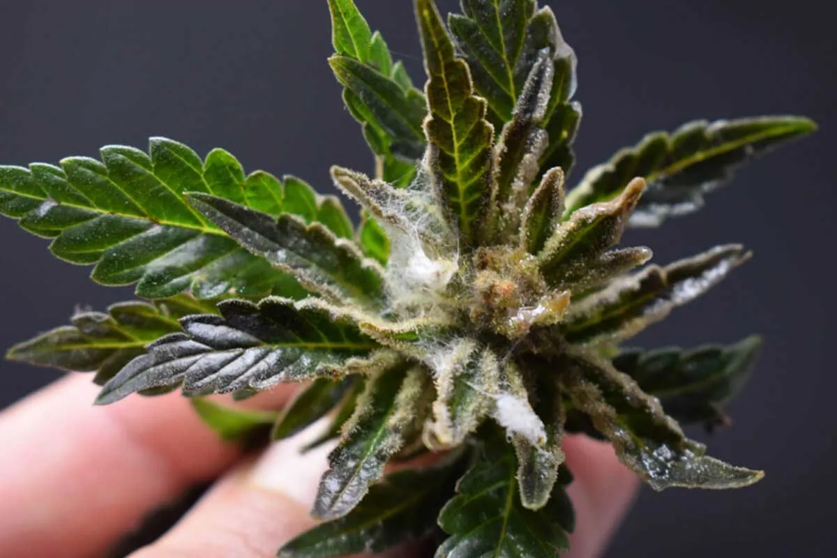How to Deal With Spider Mites on Weed