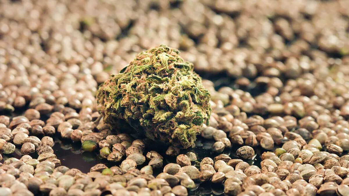How to Feminize Seeds with Aspirin