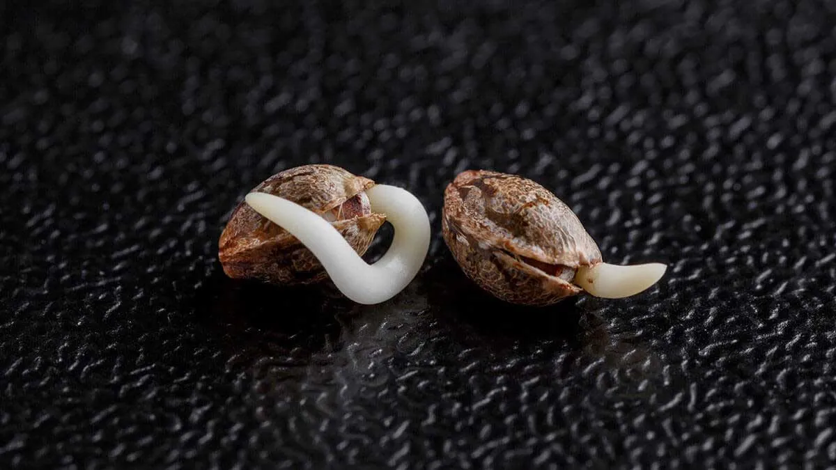 How to Germinate Marijuana Seeds