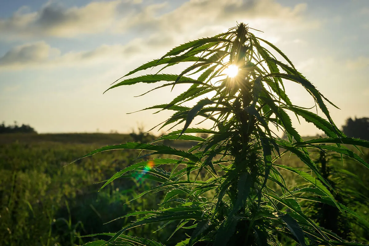 How to Grow Marijuana Outdoors