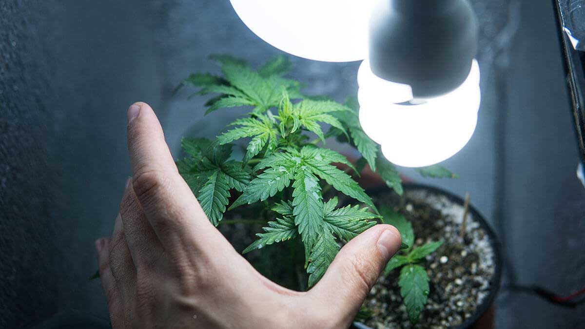 How to Grow Weed in a Closet