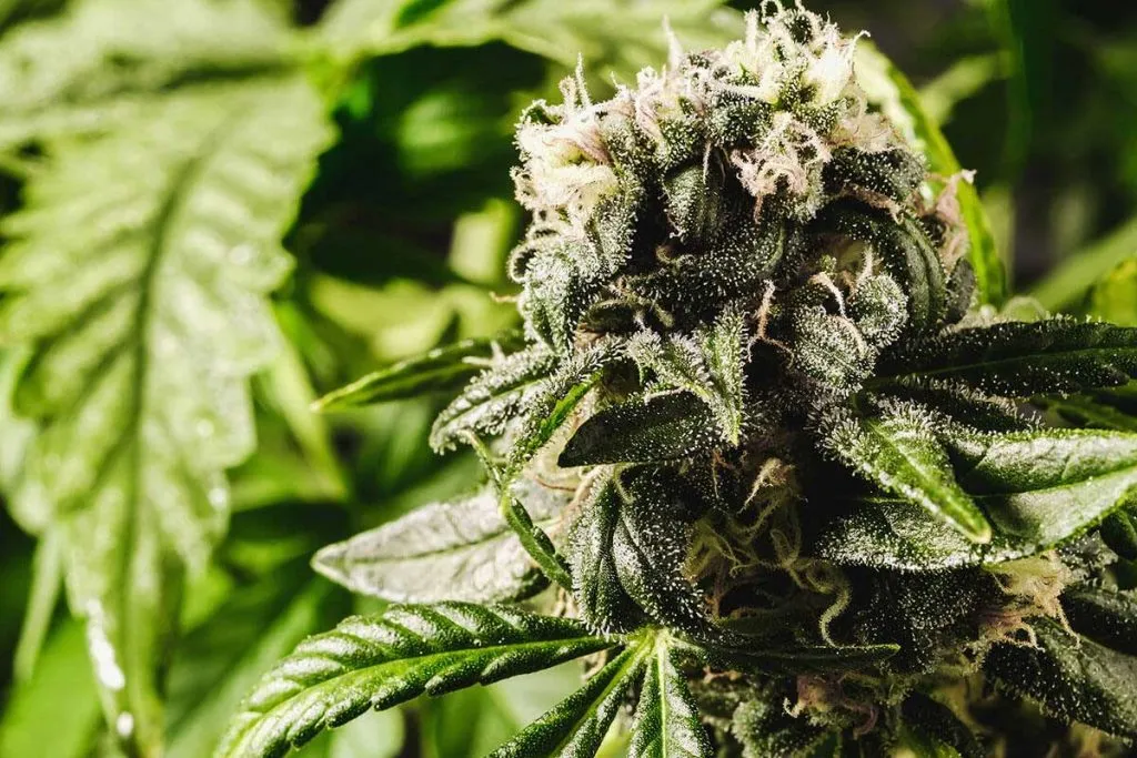 How to Make Feminized Seeds With Colloidal Silver