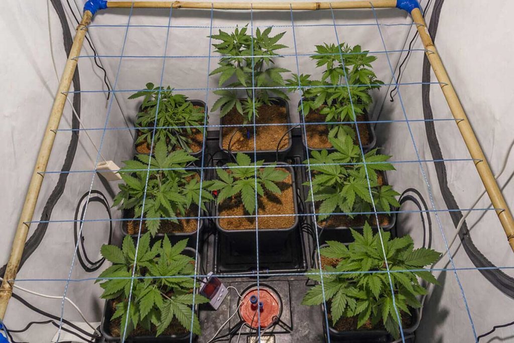 How to SCROG for a Guaranteed High-Yielding Cannabis