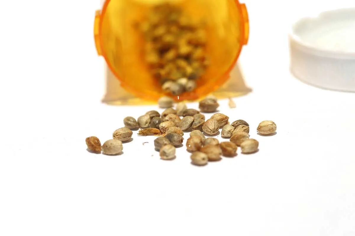 How to Stabilize Hybrid Seeds of Your Weed
