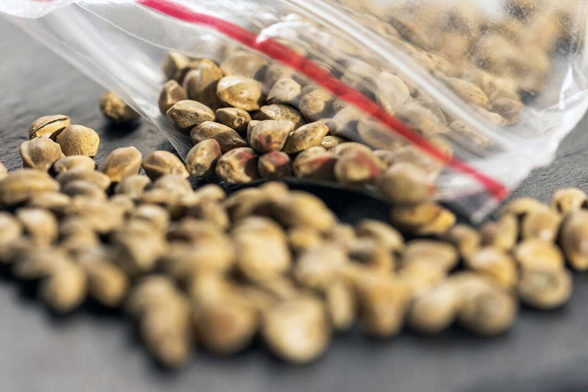 How to Store Cannabis Seeds Safely