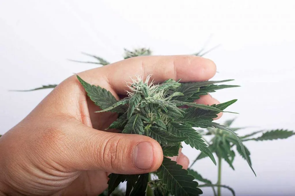 How to Tell if Your Plant is Male or Female Before Flowering