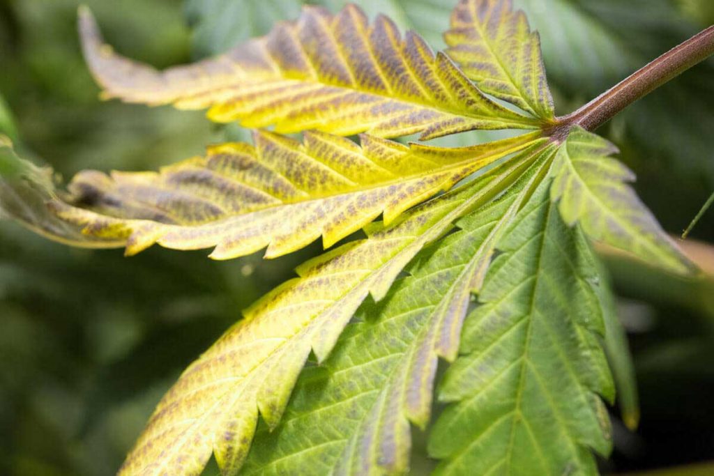 Leaves Turning Yellow During Flowering