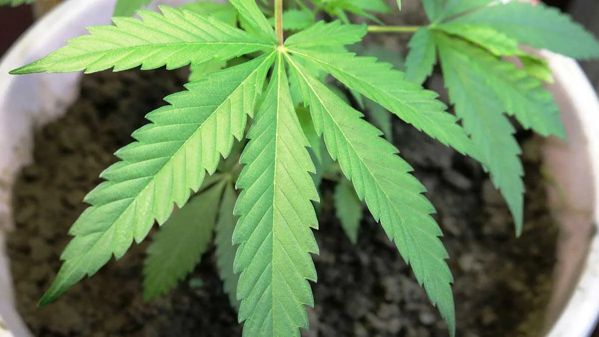 Molasses for Cannabis