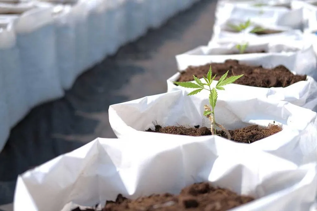 Tips on Handling Cannabis Seedlings