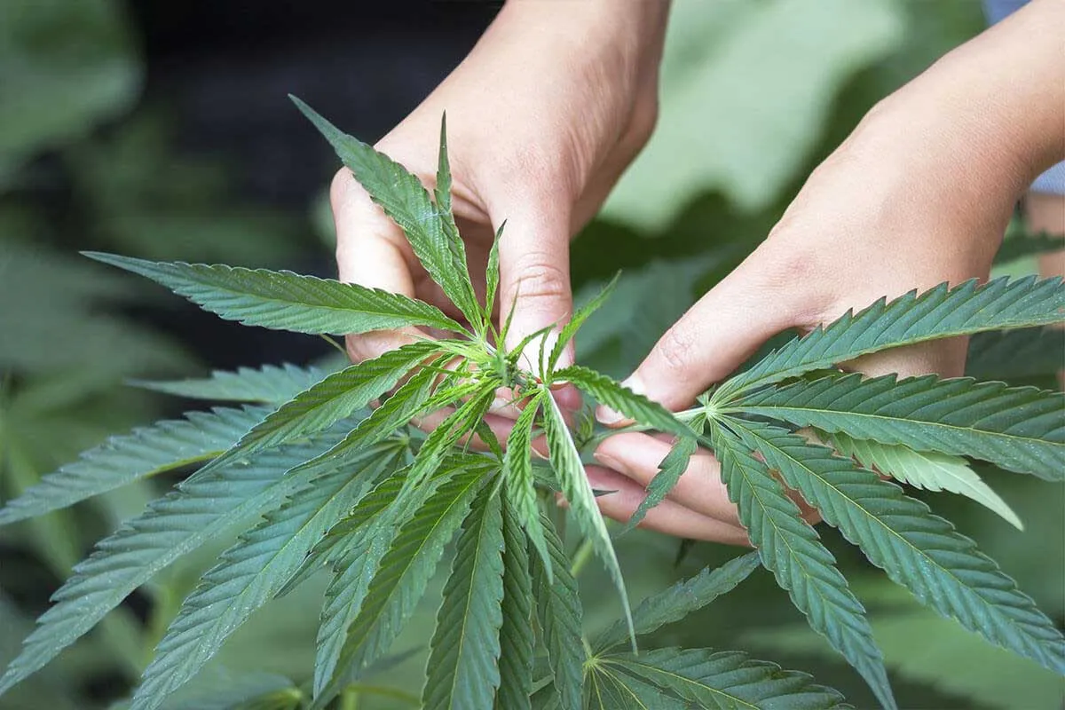 Topping Cannabis Tutorial for Beginners