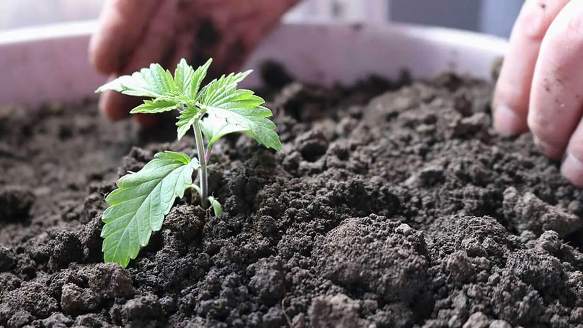 Transplanting Cannabis