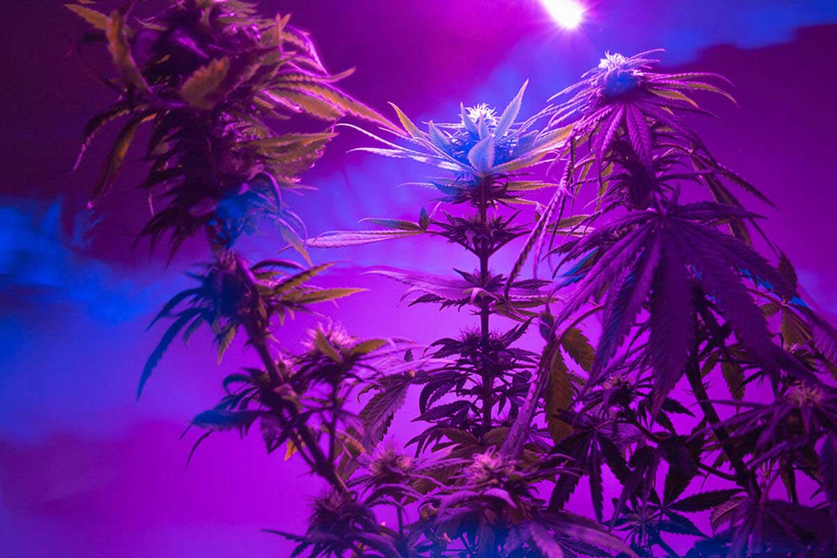 Types of Grow Lights for Weed