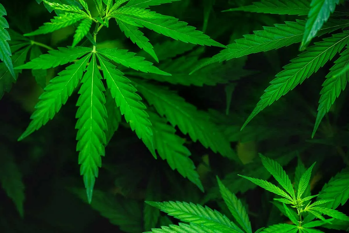 Types of Marijuana