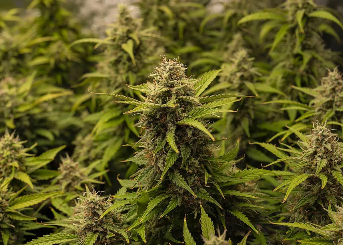 Weed Strain