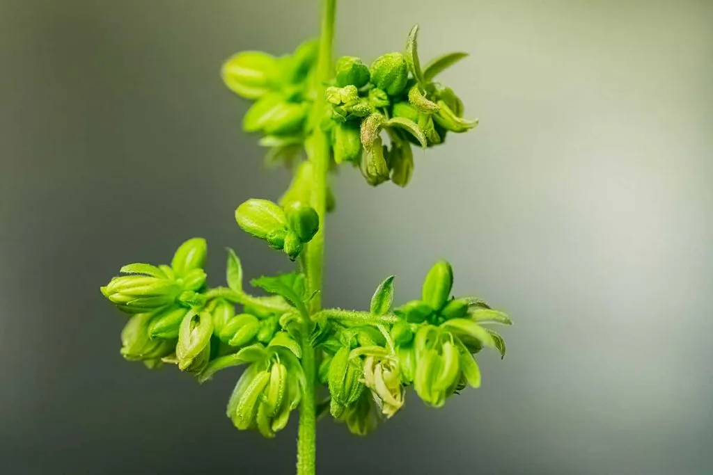 What to Do With Male Weed Plants