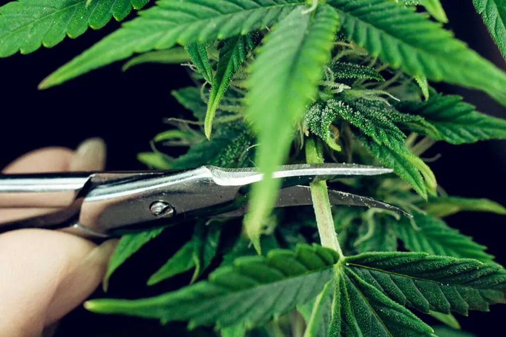 When to Harvest Marijuana