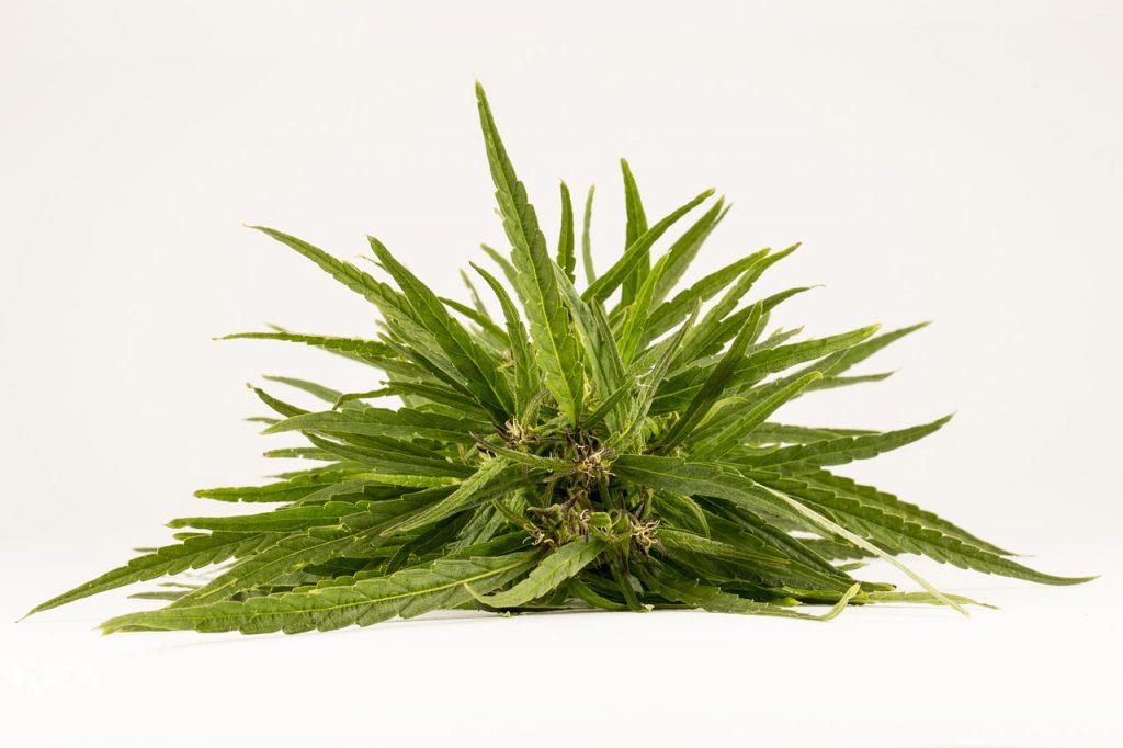 best weed for pain