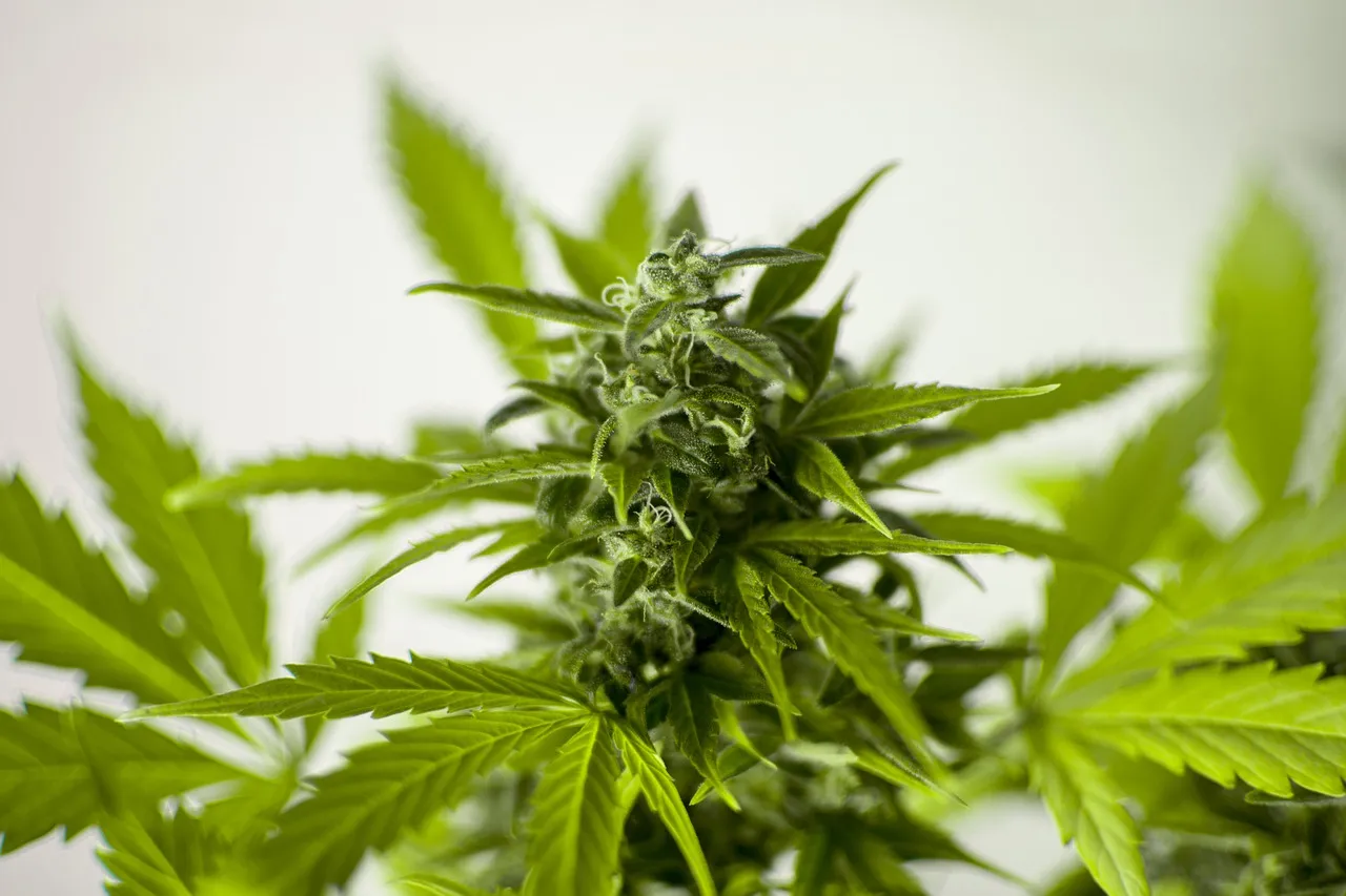 best weed for sex