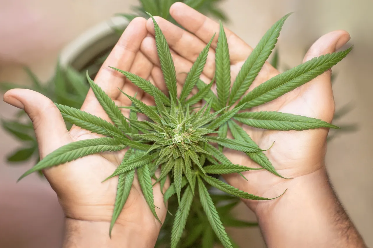 is marijuana addictive