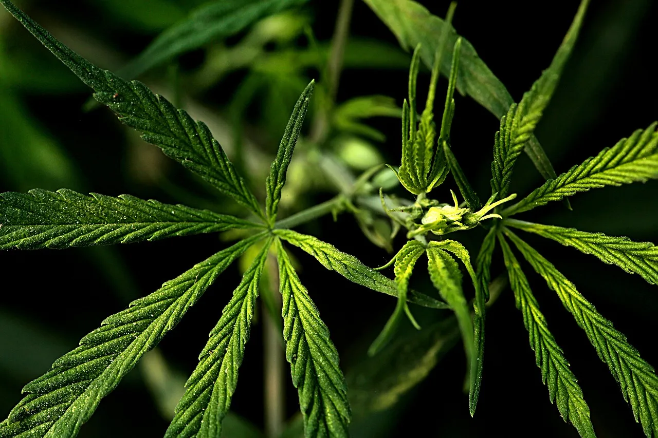 cbd vs thc