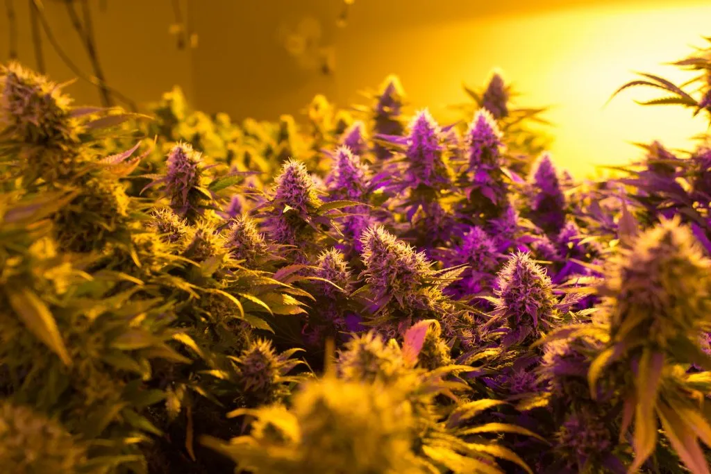 how to get a marijuana growing license