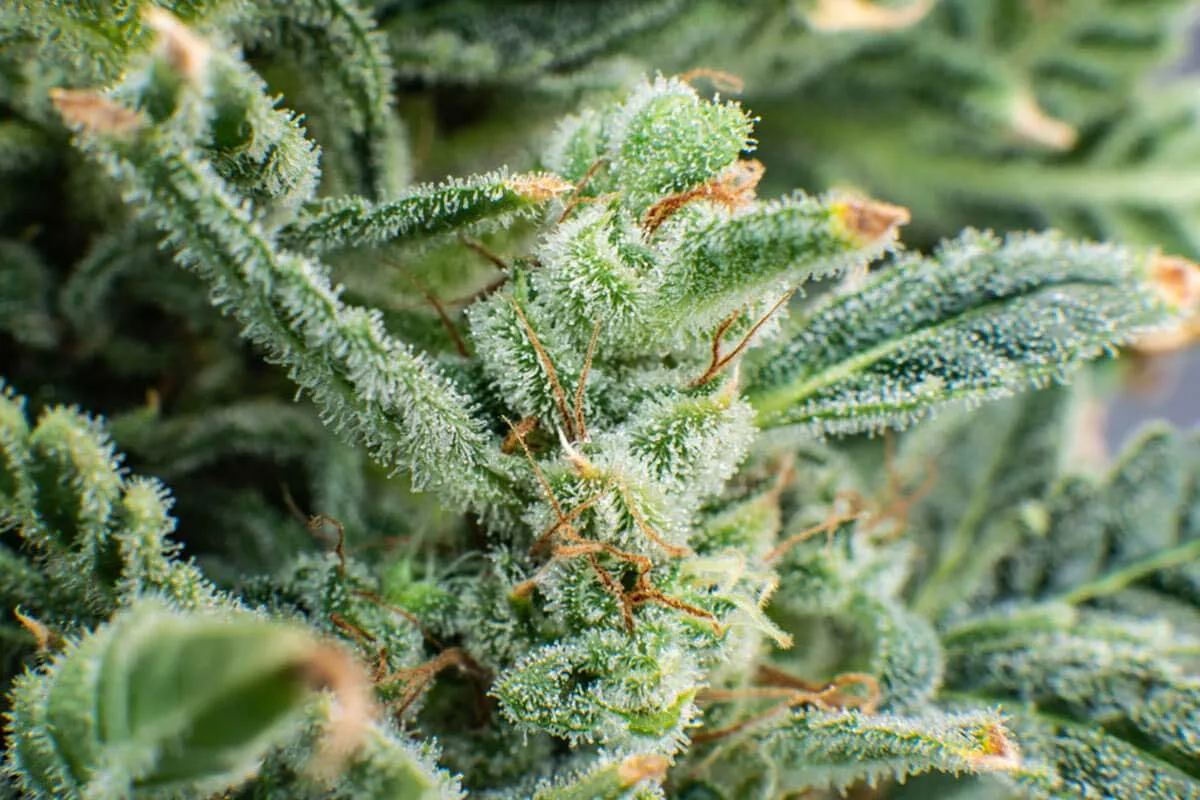List of the Best Strains