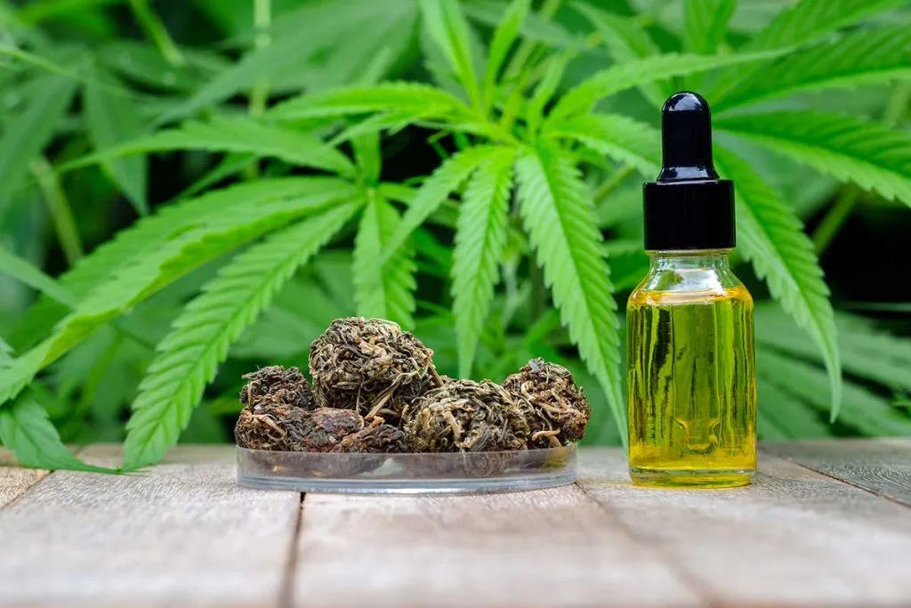 Cannabis CBD vs Hemp CBD
