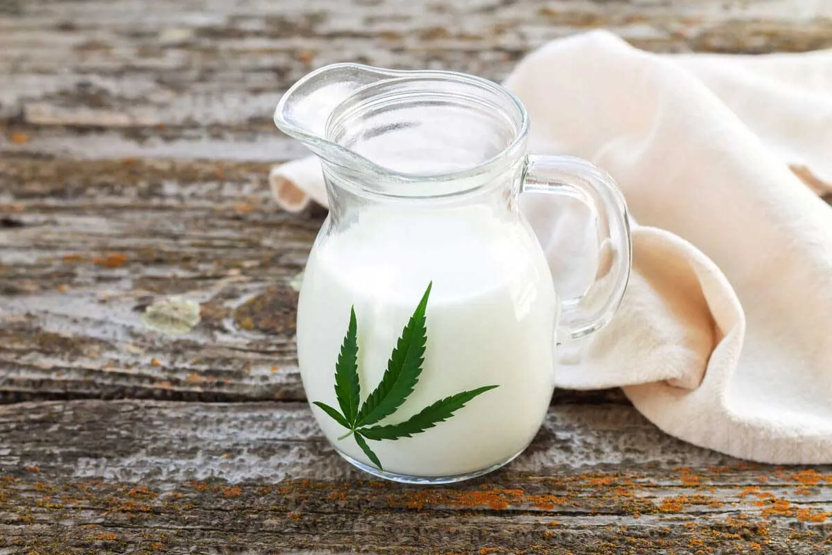 How to Make Cannabis Milk