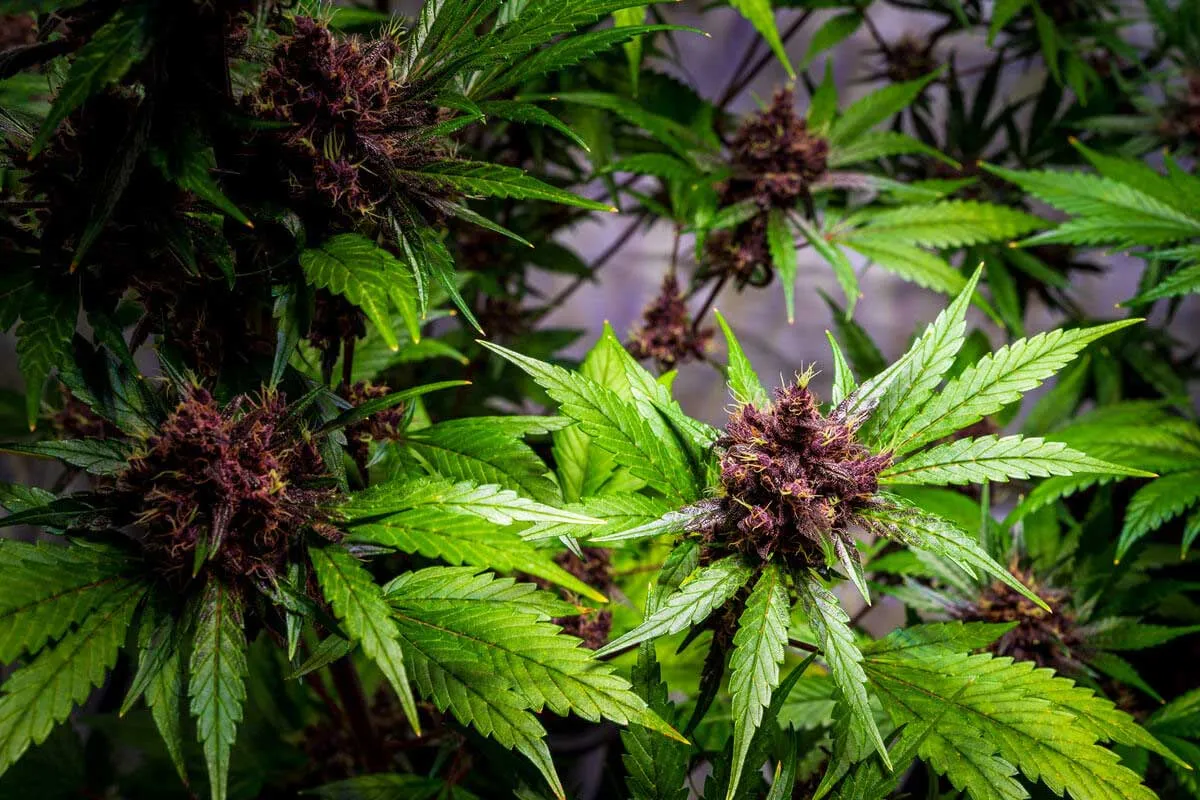 Is Weed a Psychedelic