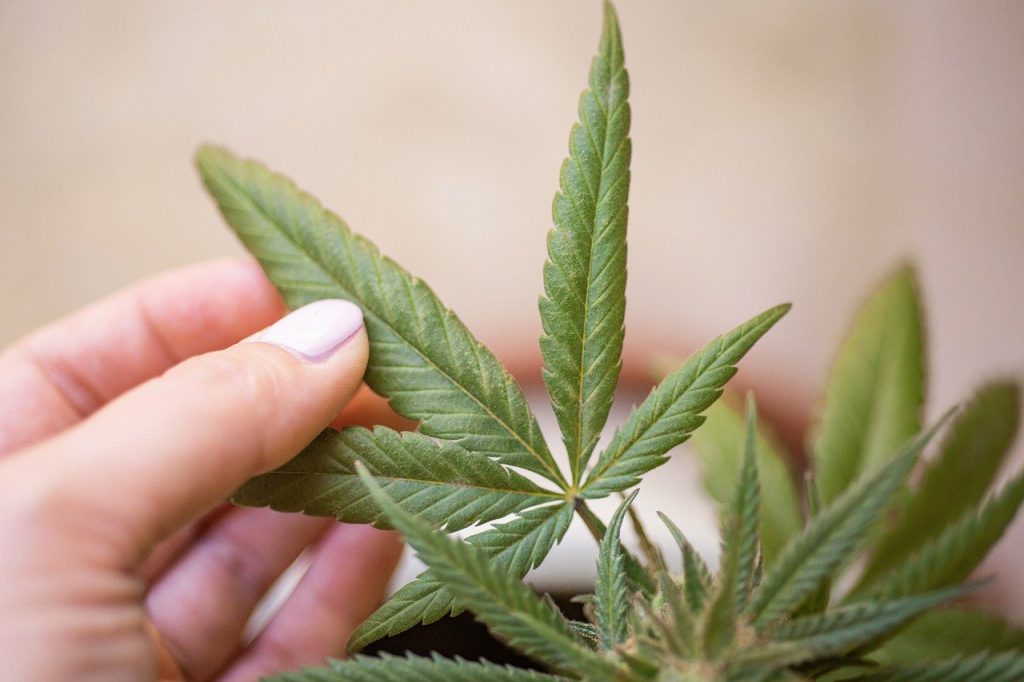 what does collective mean for weed