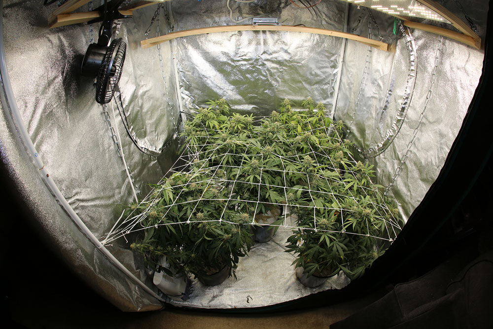 Cannabis Tent