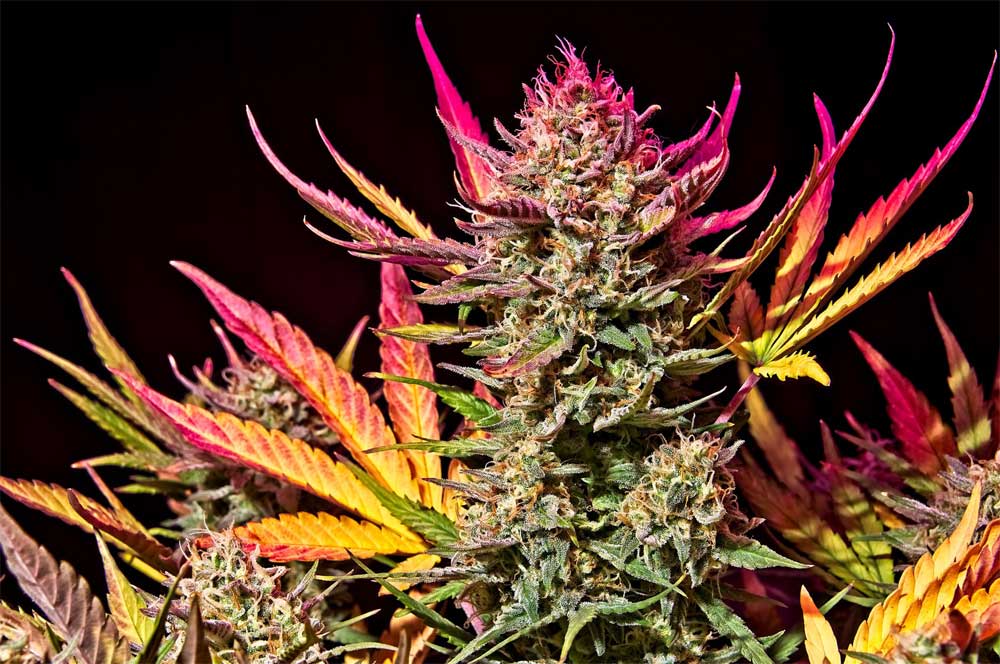 Advantages and Disadvantages of Growing Autoflowering Marijuana Seeds