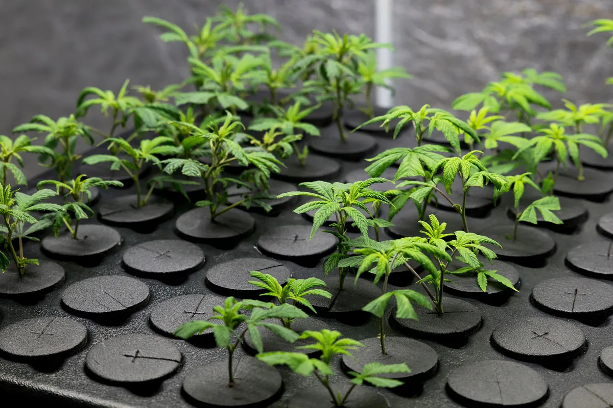 Can you clone autoflowers