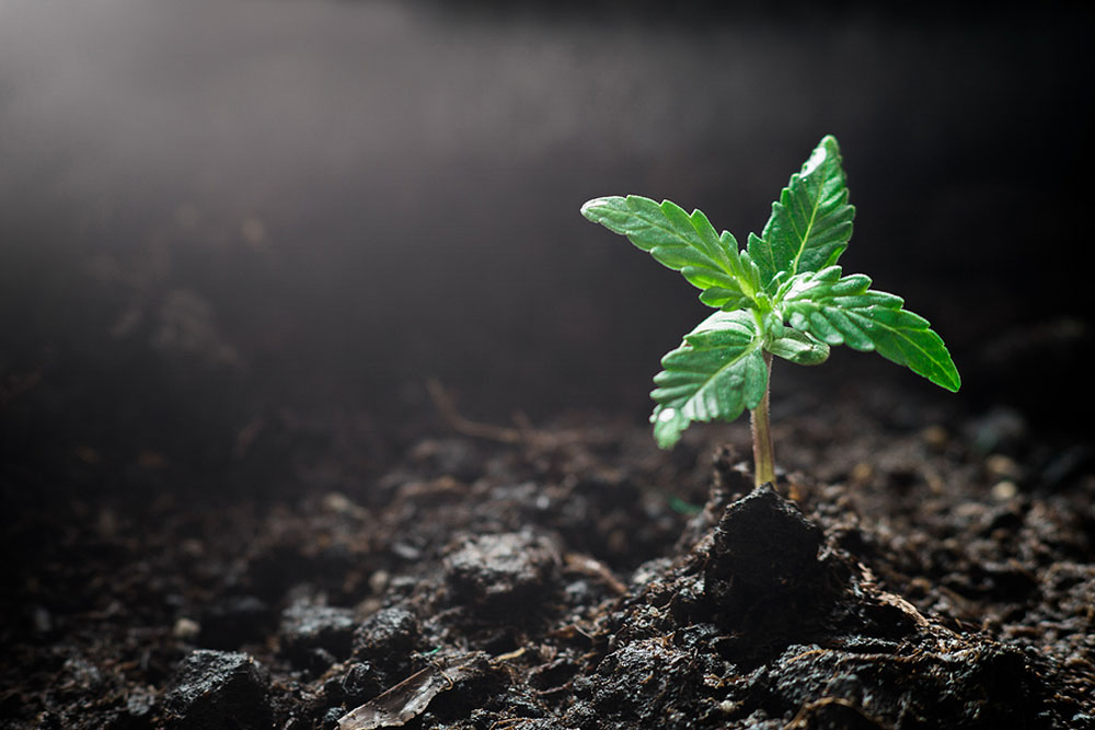 How Long Does It Take Marijuana Seeds to Germinate