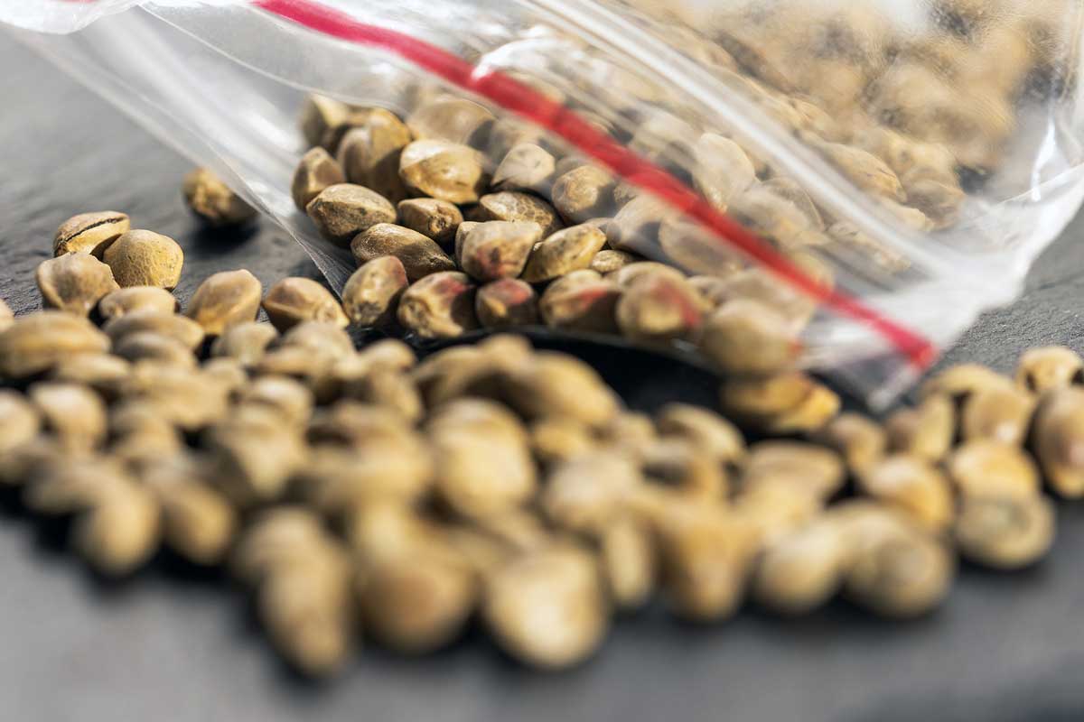 Ordering Marijuana Seeds Online with Price Range