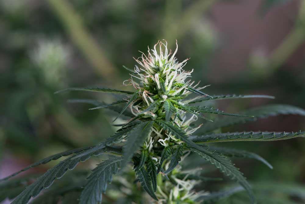Flowering Period in Buying Marijuana Seeds