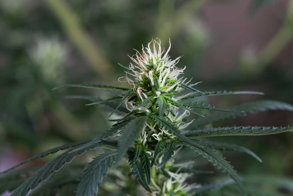 Flowering Period in Buying Marijuana Seeds