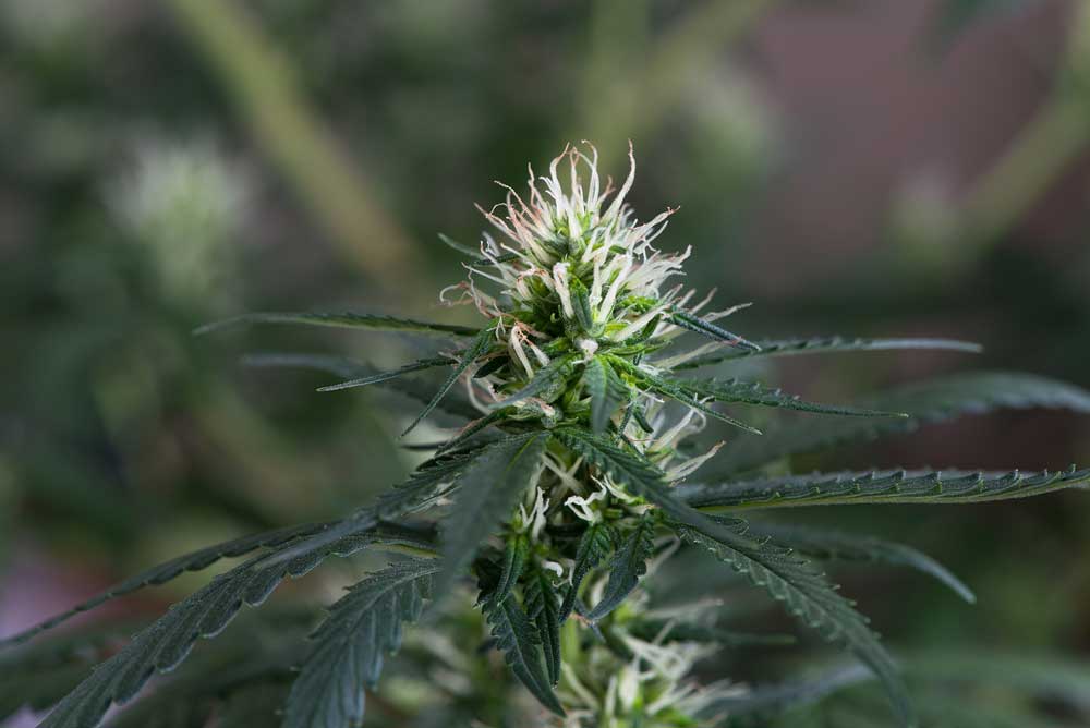 Why Consider the Flowering Period in Buying Marijuana Seeds