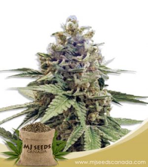 Acapulco Gold Strain Feminized Marijuana Seeds