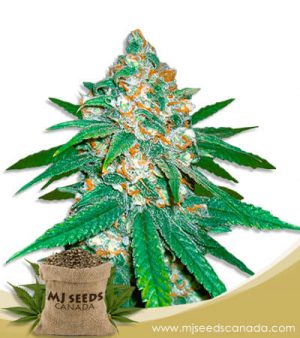 Afghani Strain Regular Marijuana Seeds