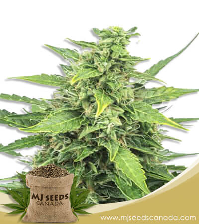 Agent Orange Strain Feminized Marijuana Seeds