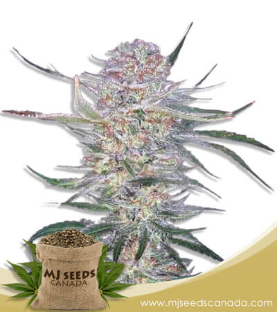 Alaskan Thunder Fuck Strain Feminized Marijuana Seeds