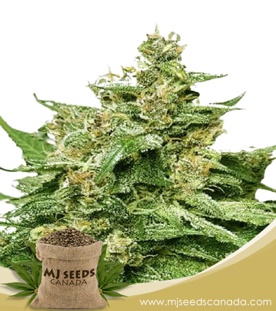 Alien Candy Strain Autoflowering Marijuana Seeds