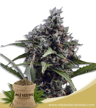 Aloha Strain Autoflowering Marijuana Seeds