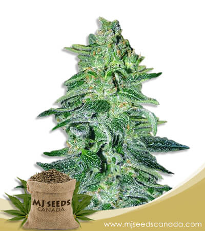 Amnesia Haze Autoflowering Marijuana Seeds